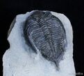 Inch Zlichovaspis (Odontochile) Trilobite #2352-5